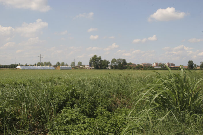 Fondo Roberto Bosio - Parco Agricolo Sud Milano - Mediglia - Paesaggio - Agosto 2006