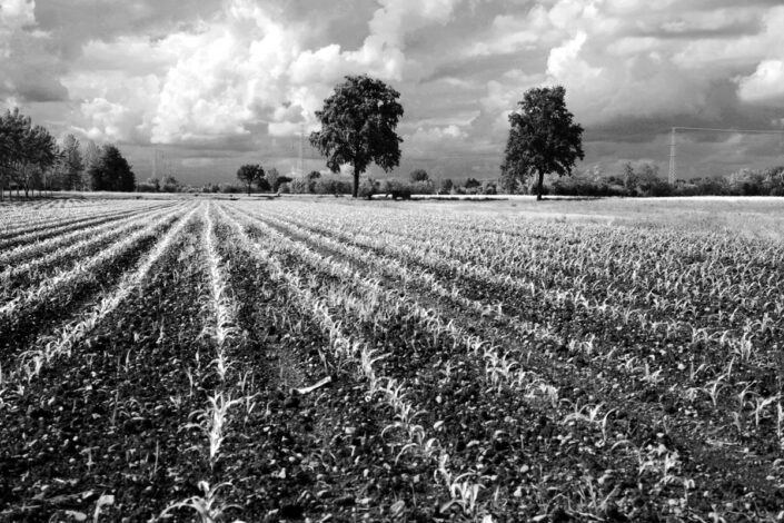 Fondo AFI - Alto Milanese - Bernate Ticino - Paesaggio agricolo - 2011 - Foto Claudio Argentiero